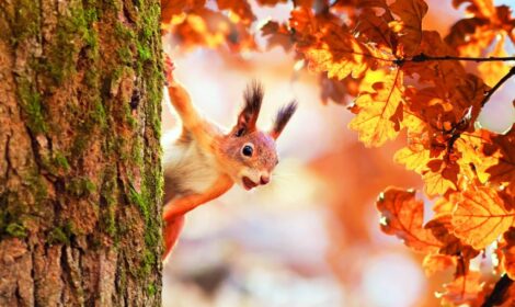 2,3,4 nov gesloten